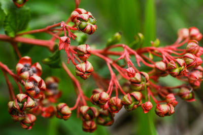 Close-up of red flowers on tree
