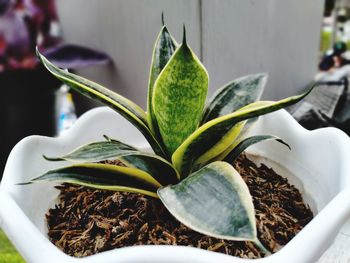 Close-up of potted plant