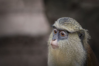 Close-up of monkey looking away outdoors