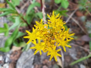 Close-up of yellow flowering plant