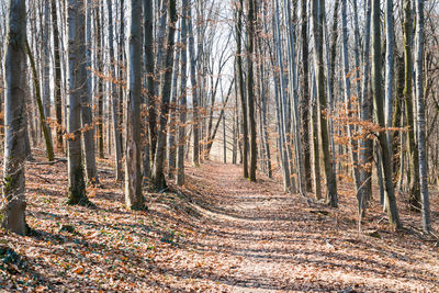 Trees in forest during autumn