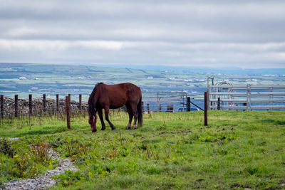 Horses in a field