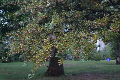 Trees growing in park