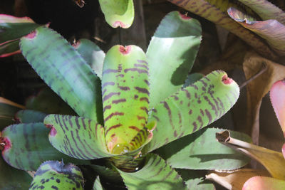 Close-up of succulent plant