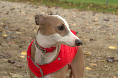 Italian greyhound standing on field