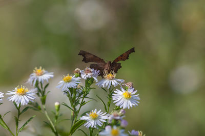 Close-up of butterfly pollinating on flower