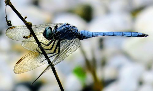 Close-up of dragonfly on plant
