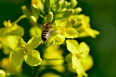 Close-up of bee pollinating on flower