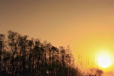 Plants growing on land against sky during sunset