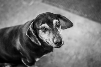 Portrait of dog on footpath