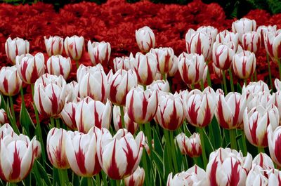 Close-up of red and white tulips in field on a spring day