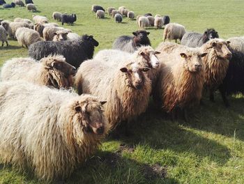 Sheep in a field