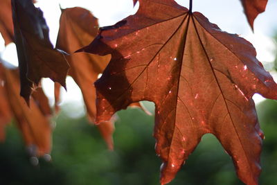 Close-up of maple leaf against sky during autumn