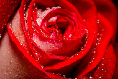 Close-up of wet red rose