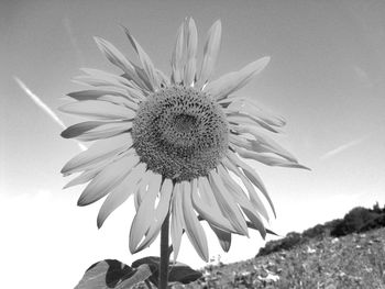 Close-up of sunflower against sky