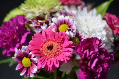 Close-up of pink flowers