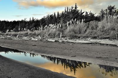 Reflection of trees in water