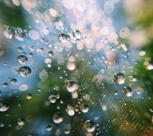 Close-up of raindrops on spider web