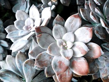 Close-up of flowers