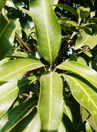 Close-up of green leaves