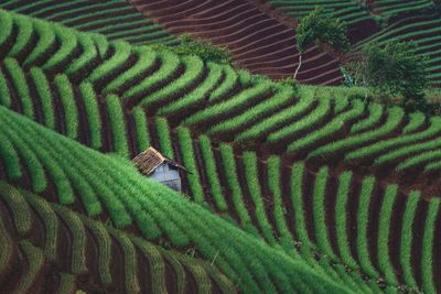 High angle view of green onion plantation