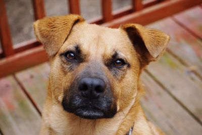 Close-up portrait of dog