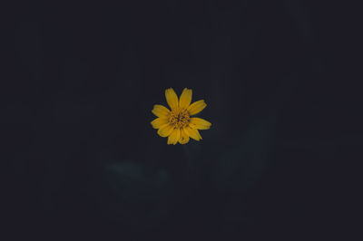 Close-up of yellow flower against black background