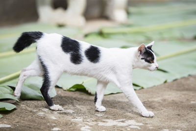 Side view of a cat