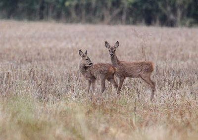 Deer in a field