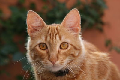Close-up portrait of cat