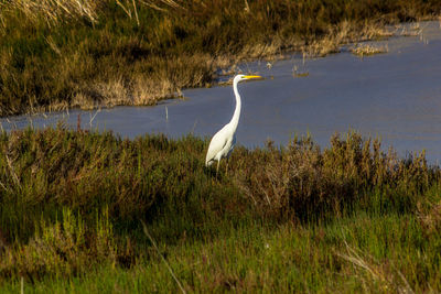 View of a bird on lake