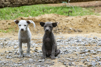 Portrait of sheep on field