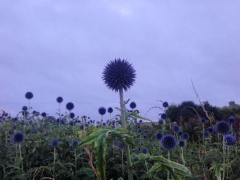 View of thistle against blue sky