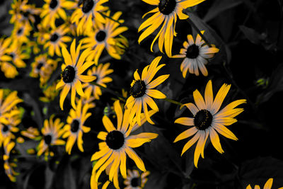 Close-up of yellow flowering plant