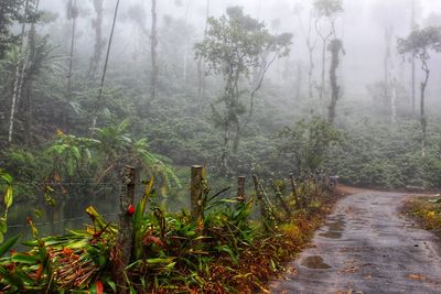 Footpath amidst trees in forest