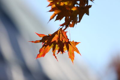 Close-up of maple leaves against sky