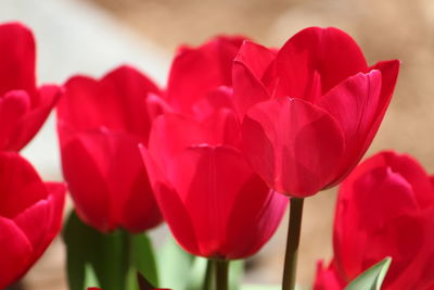 Close-up of red tulips