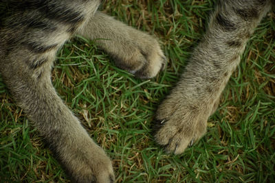 High angle view of a cat lying on grass