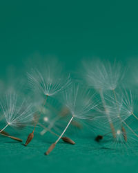Close-up of dandelion seeds