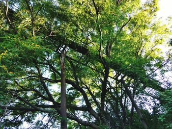 Low angle view of tree against sky