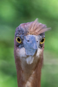 Close-up portrait of bird