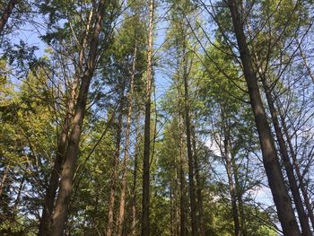 Low angle view of trees in forest