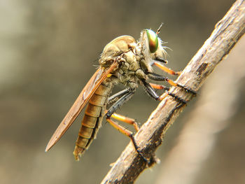 Close-up of insect on plant