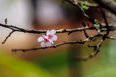 Close-up of flower buds