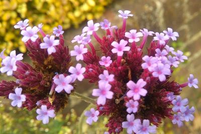 Close-up of pink flowers