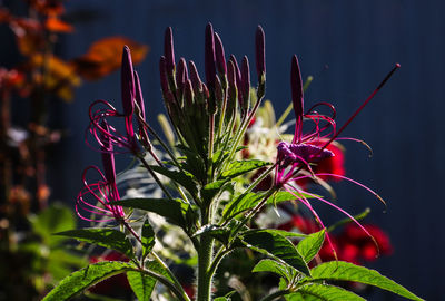 Close-up of flower buds on sunny day