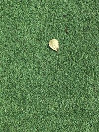 High angle view of leaf on field