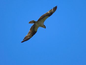 Low angle view of osprey flying in sky