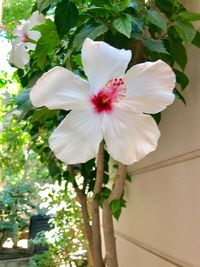 Close-up of white hibiscus blooming outdoors