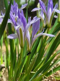 Close-up of purple crocus plant on field
